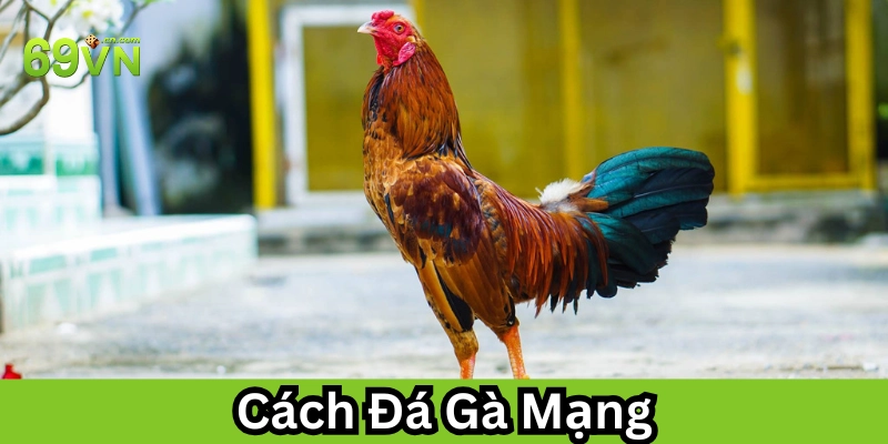 Cách Đá Gà Mạng là gì?