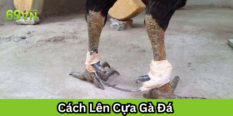 Cách Lên Cựa Gà Đá