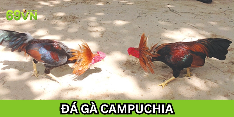 Đá Gà Campuchia là gì? 