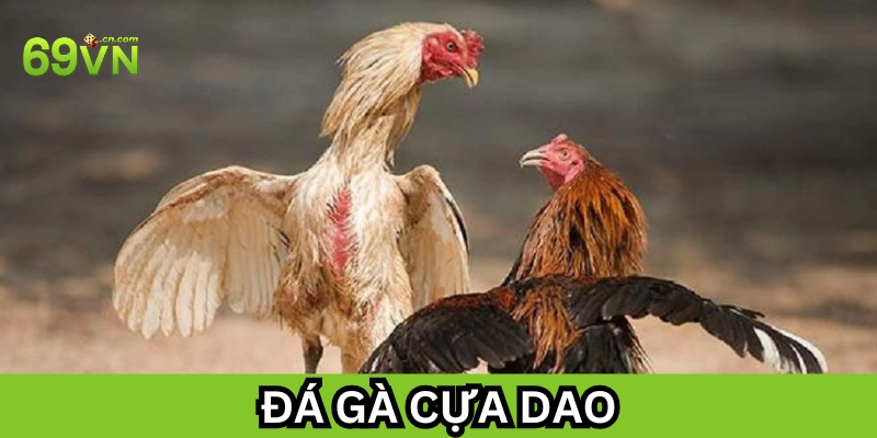 Đá Gà Cựa Dao có gì đặc biệt