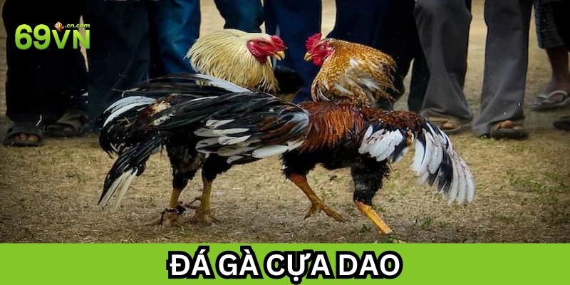 Đá Gà Cựa Dao là gì?