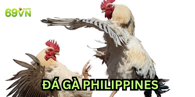 Hợp pháp hay không? Luật chơi Đá Gà Philippines bạn cần biết