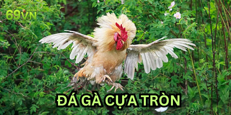 Tâm Lý Người Chơi Trong Cược Đá Gà Cựa Tròn – Hiểu Mới Thắng