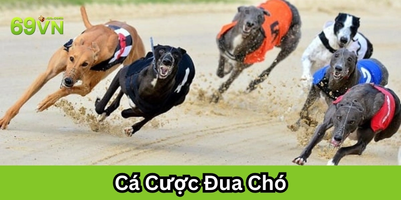 Tìm hiểu Cá Cược Đua Chó