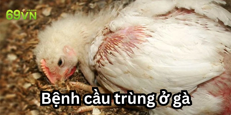 Bệnh cầu trùng ở gà là gì?