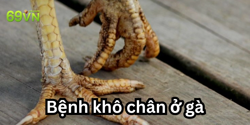 Định nghĩa bệnh khô chân ở gà