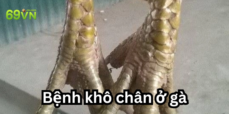 Khô chân ở gà là do đâu?