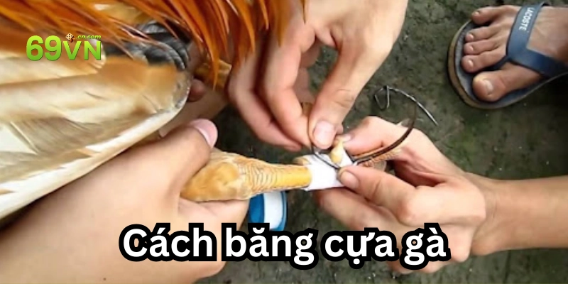 Làm sao để băng cựa gà?