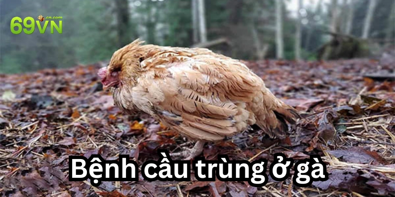 Nhìn vào đâu để biết gà mắc bệnh?